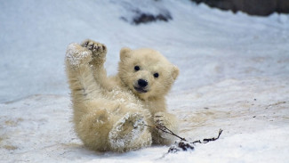Карантин зоопаркам не помеха: Россия следила онлайн за выходом белого медвежонка «в свет»