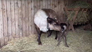 В челябинском зоопарке произошло пополнение в семье северных оленей