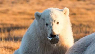 На острове Врангеля экологи спасли белого медвежонка от жестяной банки