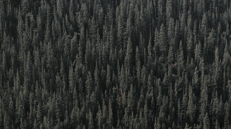 Состояние дальневосточного леса проанализируют с помощью беспилотников и нейросетей 