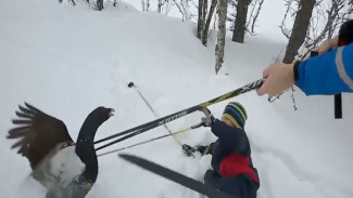 Суровый норвежский глухарь распугал местных лыжников