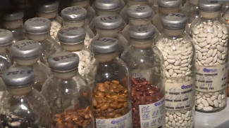 Урожай прошлого столетия готов к пробуждению в Якутии