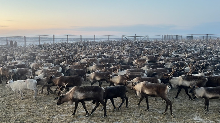 Тазовский и Самбург получат современные убойные комплексы