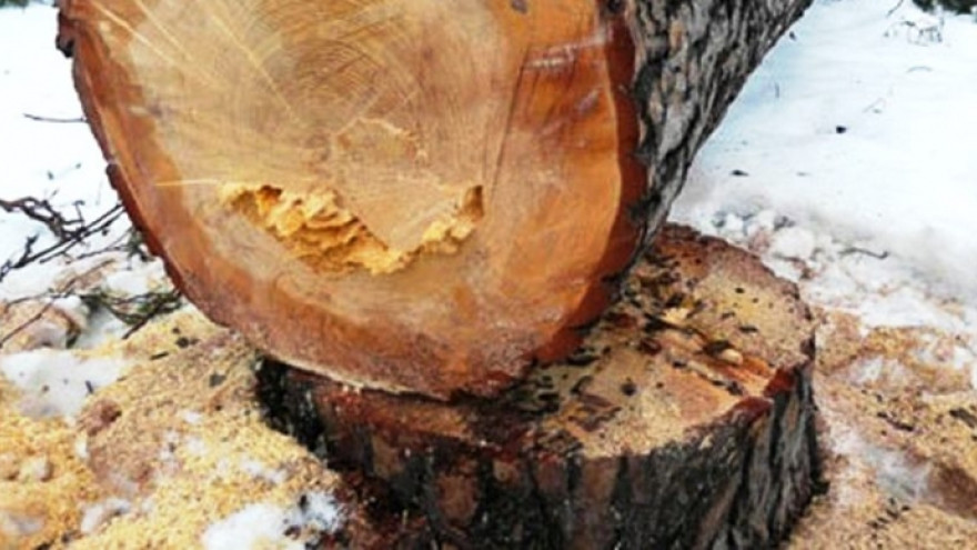 В Ямальской тундре погиб 3-летний ребенок от упавшей лиственницы во время валки деревьев