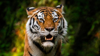 Полосатая разбойница: тигрица держит в страхе целый поселок в Хабаровском крае