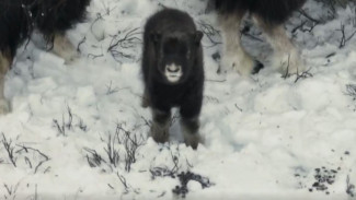 Овцебыки под прицелом: как прошел большой переезд арктических исполинов