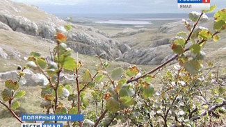 Потерянное море. Ямальские исследователи уверяют: Уральские горы – в прошлом дно большого водоема