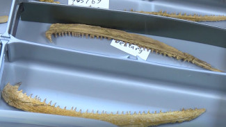 Школьники из республики Коми обнаружили кости динозавра
