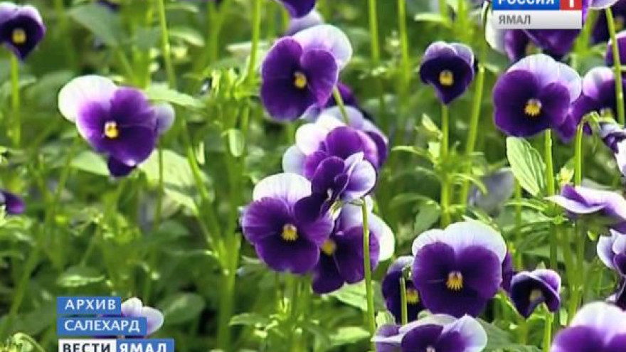 В Салехарде этим летом высадят 170 тысяч цветов