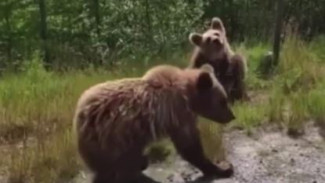 На Ямале вновь замечены 2 медвежонка в поисках еды