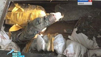 В Приморье у контрабандистов изъяли 700 кг бивней мамонта