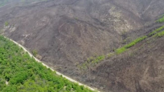 Выжженная земля. В Приморье черные лесорубы сожгли около 10 тысяч гектаров тайги