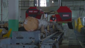 Сушка, торцовка, сортировка: в Плесецке открылся завод по переработке древесины