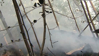 За выходные на Ямале зарегистрировали 5 природных пожаров