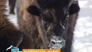Об эксперименте континентального масштаба: по душе ли канадским бизонам пришлась Якутия?