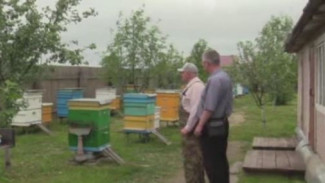 В Архангельской области ждут сладкий урожай: позволит ли погода вдоволь запастись северным медом