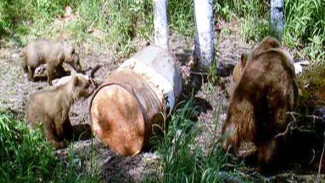 Охота на медведя на Ямале откроется 12 апреля