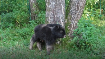 Ямальские овцебыки впервые принесли потомство в Московском зоопарке