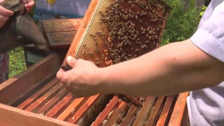 На Дальнем Востоке сезон медосбора: какой урожай собрали местные пчеловоды
