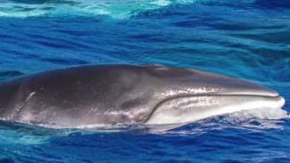 В Мурманской области стартовал сезон фотоохоты на китов 