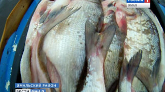 Нелегальная рыбалка на реках Ямальского района и большой запрещенный улов