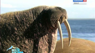 День моржа - праздник, созданный по инициативе Всемирного фонда дикой природы