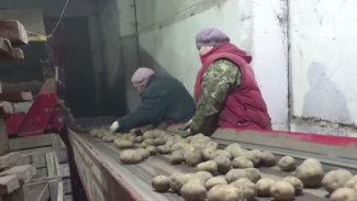 2025 год принёс Тюмени рекорды урожайности