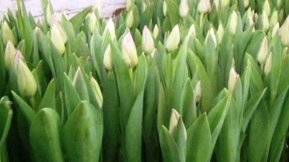 Тюменское хобби ямальских пенсионеров: супруги сами выращивают и отправляют в Салехард тысячи тюльпанов