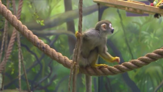 Погремушки, мячи, поплавки: в сахалинском зоопарке собирают игрушки для животных