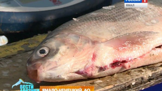 Рыбалка во имя науки. Ученые изучают популяцию сиговых в ямальских реках