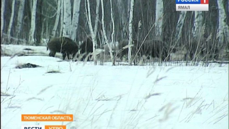 Следы на снегу. В Тюменской области начался зимний подсчет охотничьих животных
