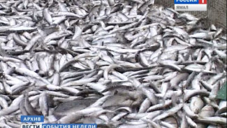 За летнюю путину ямальские рыбаки должны выловить 9 тысяч тонн рыбы