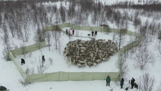 Паспорт, прививка и бирка: на Ямале продолжается вакцинация северных оленей 