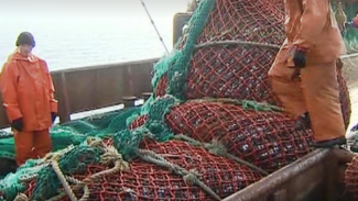 Приморские торговцы договорились, что стоимость морепродуктов не должна превышать 130 ₽, а рыбных консервов – 55 ₽
