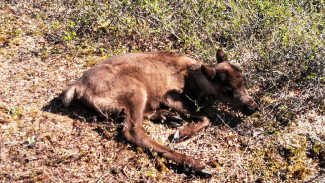 Отказов больше нет: тундровики стали охотнее прививать оленей от сибирской язвы