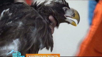 Уникальную операцию по спасению белоплечего орлана провели на Сахалине