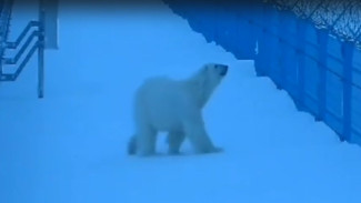ВИДЕО: в Сабетте рабочие прогнали белого медведя необычным способом