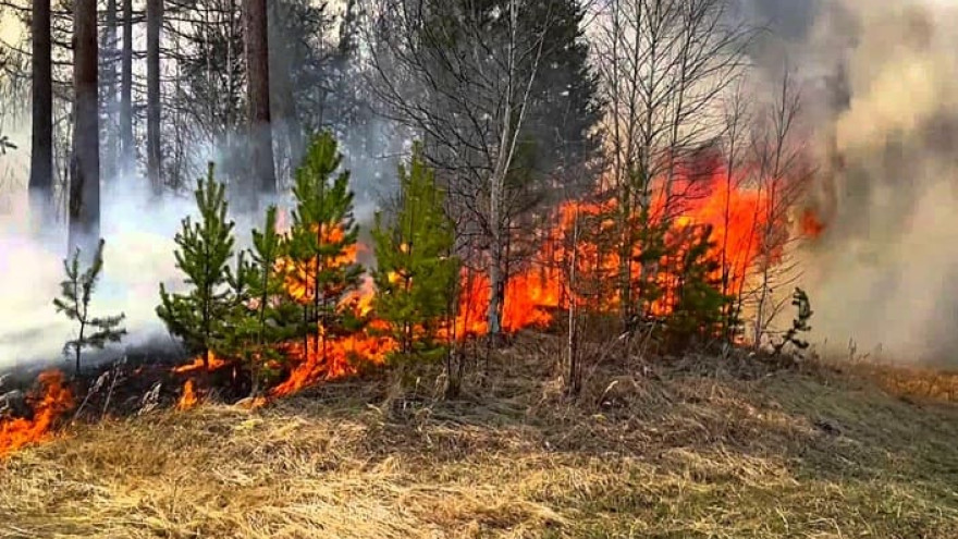 МЧС: площадь лесных пожаров на Ямале увеличилась до 418 гектар