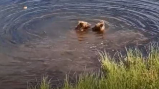 Слишком мило: в ЯНАО люди засняли, как 2 медвежонка купаются в реке ВИДЕО