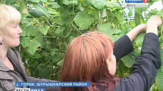 Юные аграрии Шурышкарского района готовят «зеленый сюрприз» для ветеранов