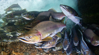 Ученые: численность розового лосося в водах Ямала растет 