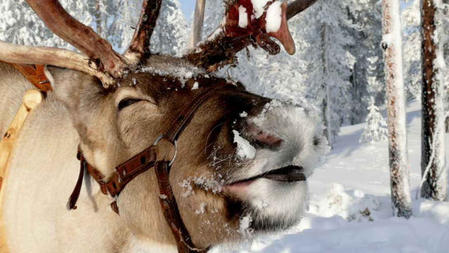 На Ямале новогодние и рождественские праздники обещают быть морозными