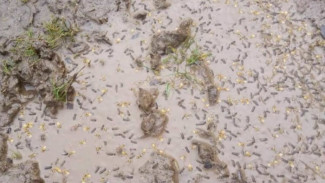 В одном из якутских сел выпал дождь с насекомыми (ВИДЕО)