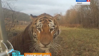 В Приморье тигр съел корову местного фермера. На первый раз шалуна отпустили