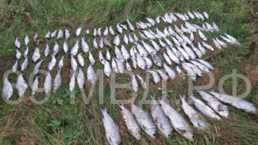Уголовное дело за крупный улов: на Ямале поймали горе-рыбака с незаконным живым серебром
