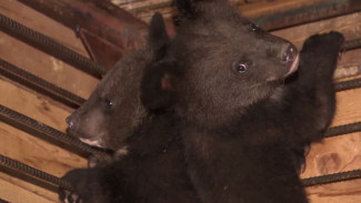 Медвежата-сироты проходят реабилитацию в приморском центре диких животных