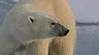 Жителей Аляски тревожит массовая миграция белых медведей на Чукотку 