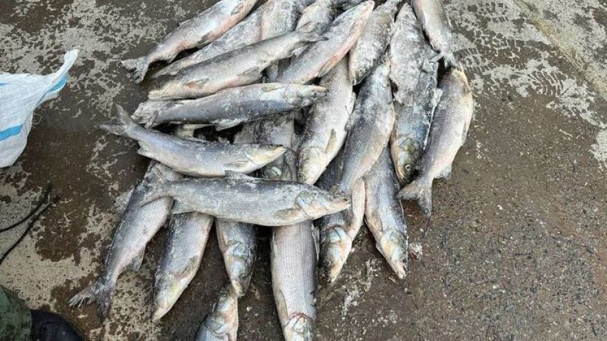 Сотрудники ФСБ изъяли у браконьера рыбы на 24 миллиона рублей 
