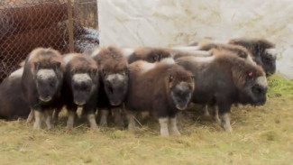 Десять ямальских овцебычков переедут в этнодеревню Красноярского края 