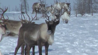 В Якутии создадут резерват для увеличения популяции дикого северного оленя